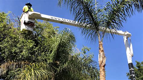 Member, american society of consulting arborists, international society of arboriculture, society of municipal arborists, california urban forests council, california releaf, alliance for community trees. Mark Crane's Tree Inc - Santa Barbara Tree and Arborist ...