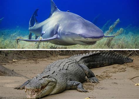 Great White Shark Vs Crocodile Who Would Win In A Fight Ned Hardy