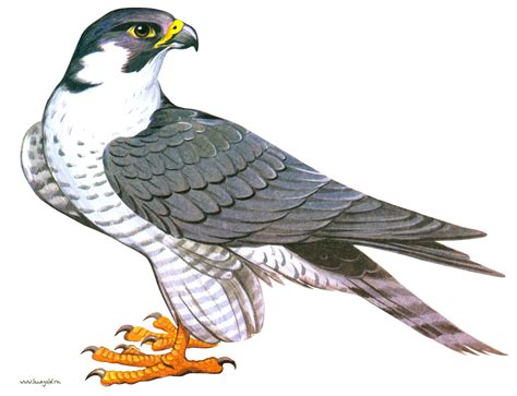 Falcon Clipart Free Download On Webstockreview