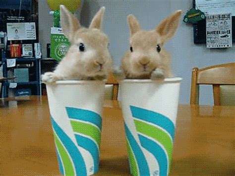 Bunny Rabbit  Find And Share On Giphy