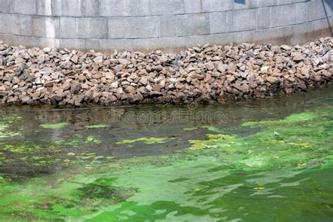 Polluted Green River Water Toxic Bacteria And Harmful Waste Pollute