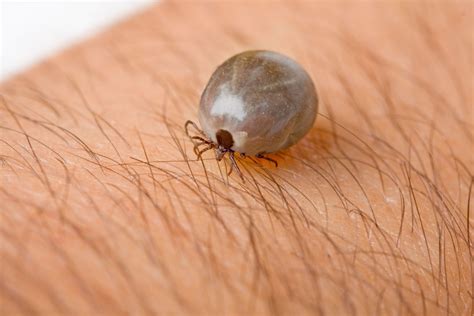 Why The Brown Dog Tick Is A Scary Enemy Pest Control Services