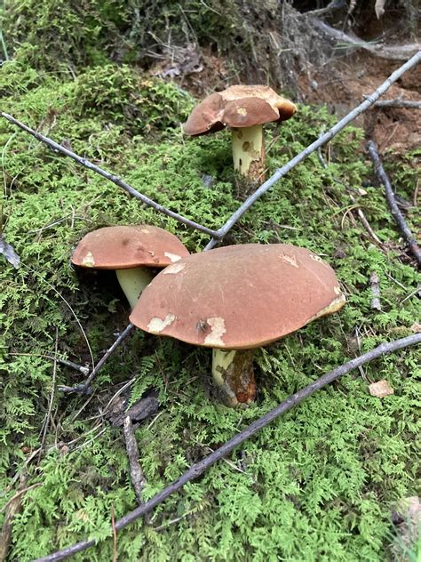 Mushrooms Found In North Georgia Rbiology