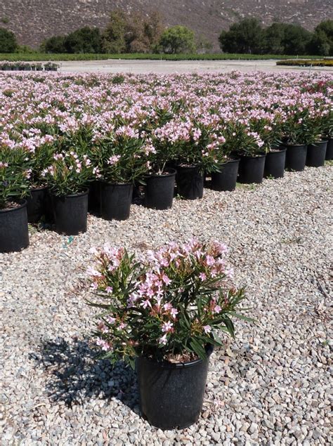 Nerium Oleander Petite Pink Ty Nursery California Wholesale