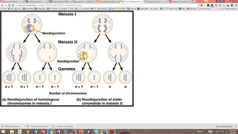 Name and explain the 2 types of point mutation. Answers - Chromosome Mutations Webquest - YouTube
