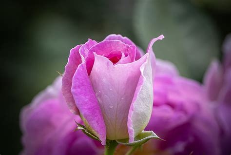 Pink Rose Rose Pink Flower Bud Hd Wallpaper Peakpx