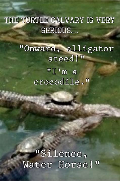 Ha Ha Lol Hilarious Funny Crocodile Turtle Laugh Lol Animals