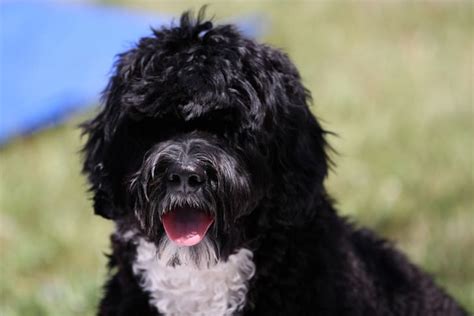 9 Fuzzy Facts About The Portuguese Water Dog Mental Floss