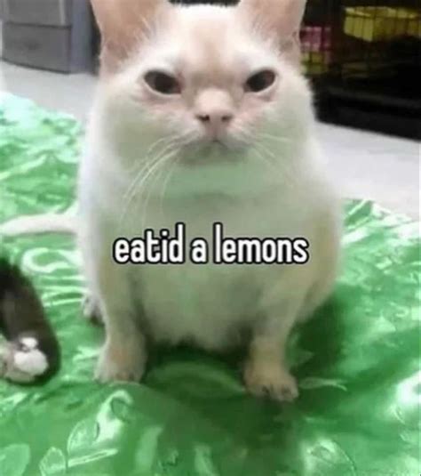 He Eat A Lemon Cat Memes Funny Cats Silly Cats