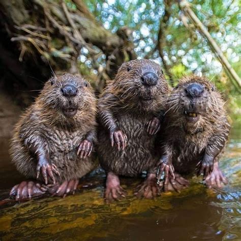 Three Wet Beavers Sitting On Top Of A Tree Branch In The Water With