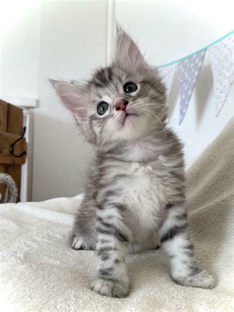 We did not find results for: Silver Tabby Maine Coon kittens | in Pwllheli, Gwynedd ...