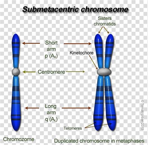 Structure And Types Of The Eukaryotic Chromosomes Wik Vrogue Co