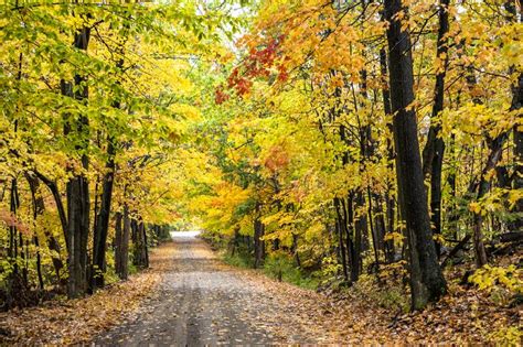 Scenic Road Covered With Fallen Leaves In An Autumn Deciduous Forest