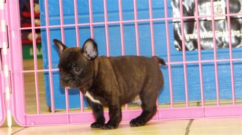 We do not allow atlanta breeders, adoption centers, rescues or shelters to list french bulldogs for free in atlanta. Charming, French Bulldog Puppies For Sale In Atlanta ...