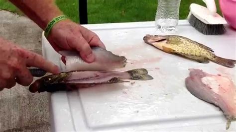 How To Fillet A Crappie With No Bones Fast And Easy Youtube