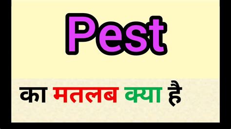 Pest Meaning In Hindi Pest Ka Matlab Kya Hota Hai Word Meaning