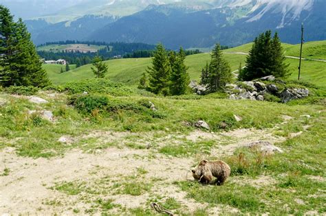 Arosa bärenland is a zoo in arosa. Tierschutz im Arosa Bärenland - Ein neues Zuhause für ...
