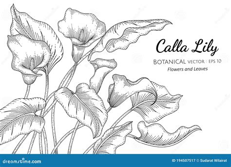 Calla Lily Flower And Leaf Hand Drawn Botanical Illustration With Line