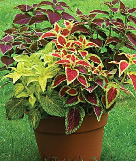 Buy Coleus Assorted Sun Serieslive Starter Plant Foliage Online