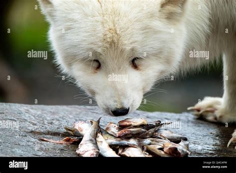 White Arctic Fox Eating Fish From A Stone Stock Photo Alamy