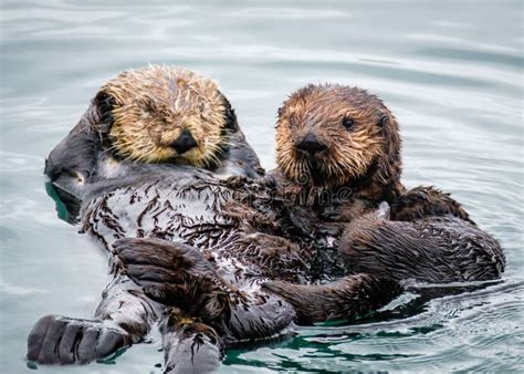 Morro Bay Sea Otters, California Stock Photo - Image of coast