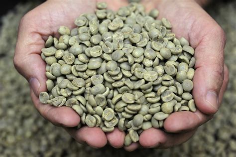 98 ($0.43/ounce) $14.23 with subscribe & save discount. The Green Bean: All You Need to Know About Wholesale ...