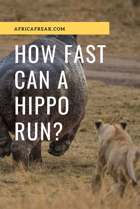 How Fast Can A Hippo Run On Land Underwater And More African Wildlife