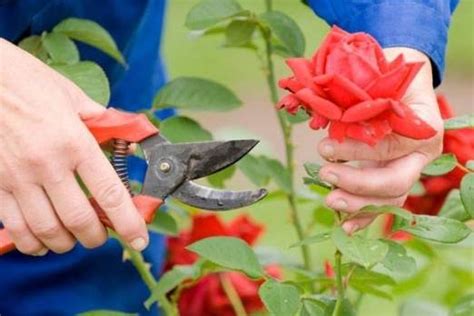 Guía Practica De Cómo Plantar Y Cultivar Rosas