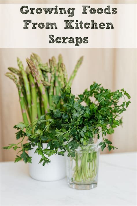 Growing Foods From Kitchen Scraps Moms Need To Know