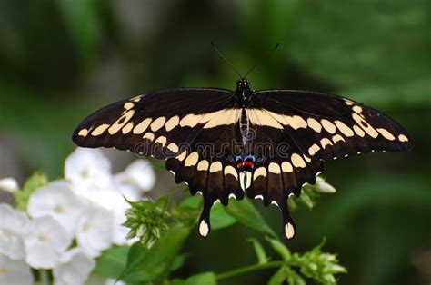 Farfalla Gigante Nera E Gialla Di Coda Di Rondine Fotografia Stock
