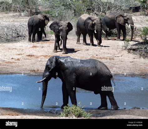 Elephant Pool Herd Of Young Bull Elephants Gather At Watering Hole In