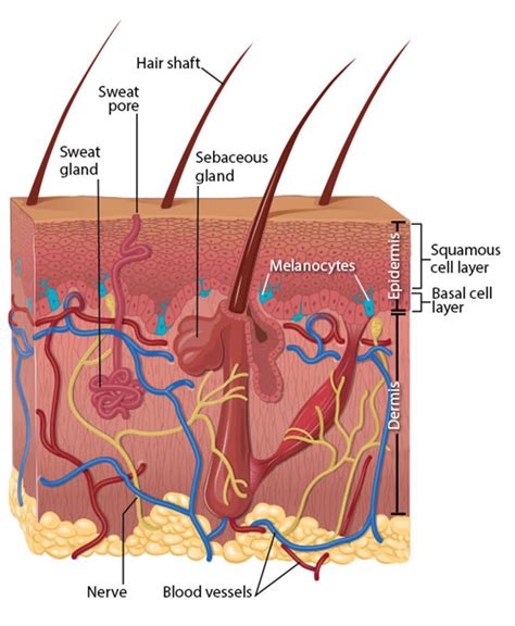 Melanoma Rates On The Rise In Us