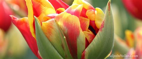 Tulip Colors Tulips In Holland Coloring Wallpapers Download Free Images Wallpaper [coloring876.blogspot.com]