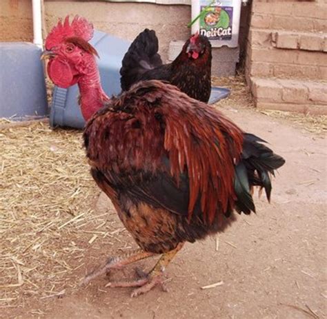 What Is A Turken Turkin A Transylvanian Naked Neck Chicken PetHelpful