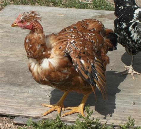 Naked Neck Turken Thread Page Backyard Chickens Learn How To
