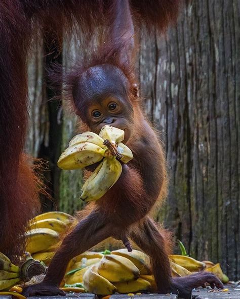 An Adorable Baby Orangutan Living In Borneo At The Sepilok Orangutan