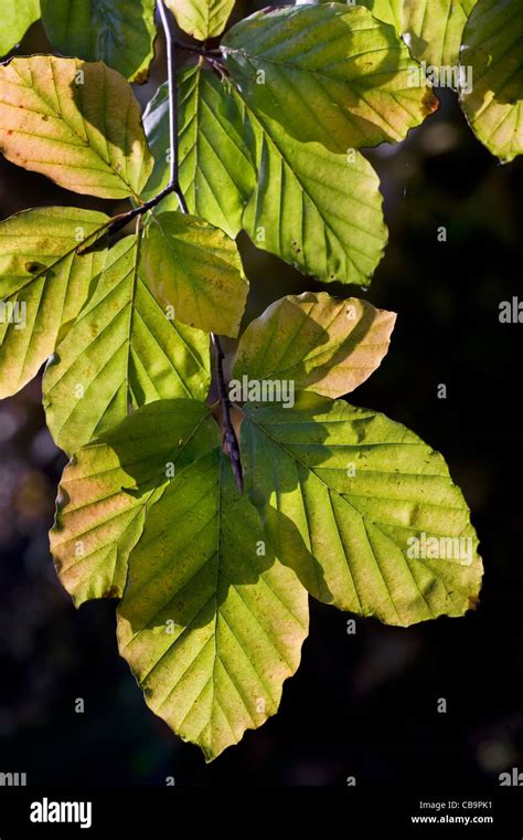 Beech Fagus Sylvatica High Resolution Stock Photography And Images Alamy