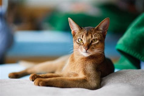 Pin Auf Abyssinian And Somali Cats