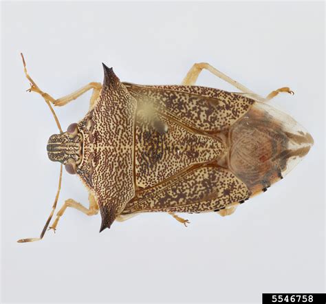 Predatory Stink Bug Podisus Sagitta Hemiptera Pentatomidae 5546758