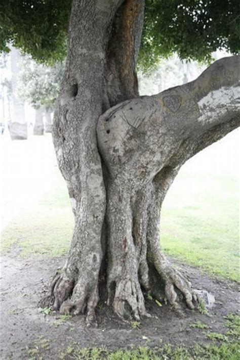 Tree Porn Pics