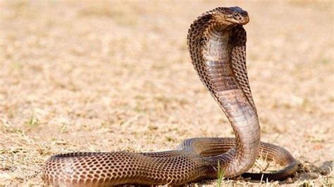 Kenapa keset ijuk bisa mencegah ular masuk rumah? Cara Mudah dan Benar untuk Mencegah dan Mengusir Ular ...
