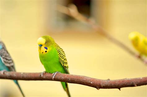 Green And Yellow Budgerigar Free Image Peakpx