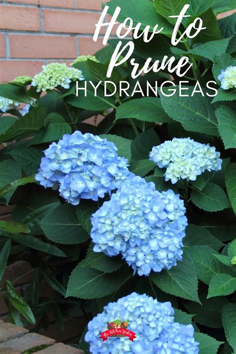 Why And How To Prune Hydrangeas The Kitchen Garten