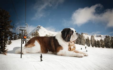 You can also upload and share your favorite saint bernard wallpapers. St Bernard Wallpapers - WallpaperSafari