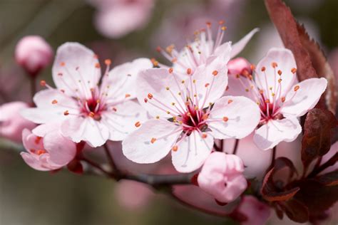 Symbolism And Meaning Of The Cherry Blossom Gardenerdy