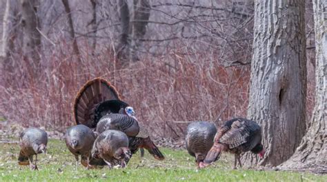 Texas Turkey Hunting Tips And Regulations For The Upcoming Season