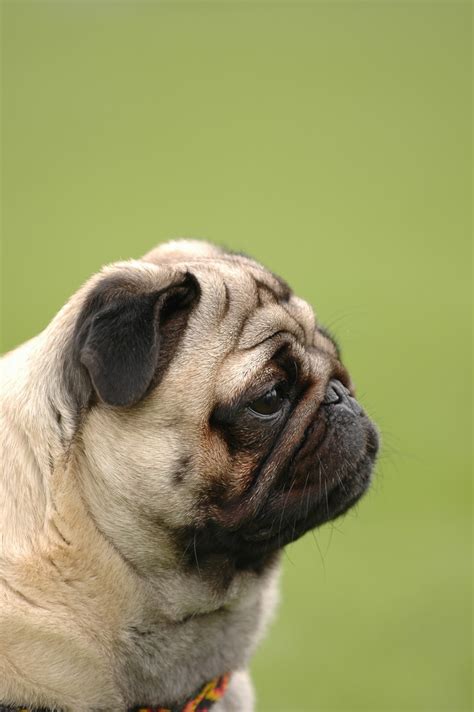 ✓ free for commercial use ✓ high quality images. Pug Dog