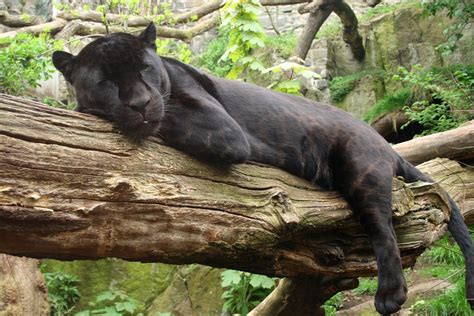 about one in twenty jaguars are born with black coats if you look closely you can still see