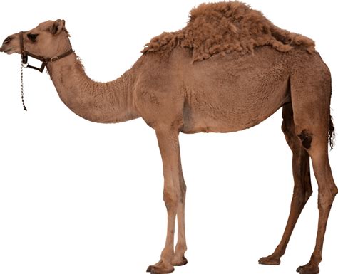 Png Image Of Dromedary Camel With Transparent Background No Background