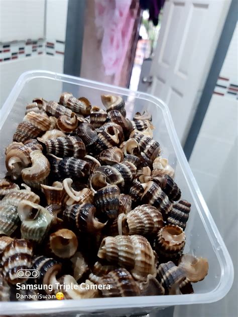 1) the snails, the back is cut almost a cm to. DANA: RESEPI MASAK LEMAK CILI API SIPUT SEDUT